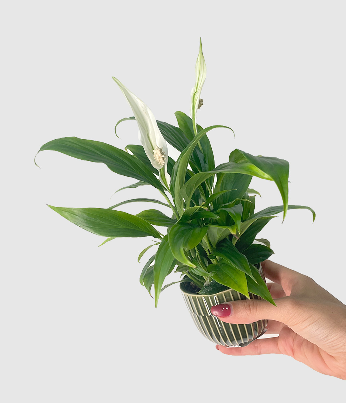 Spathiphyllum3