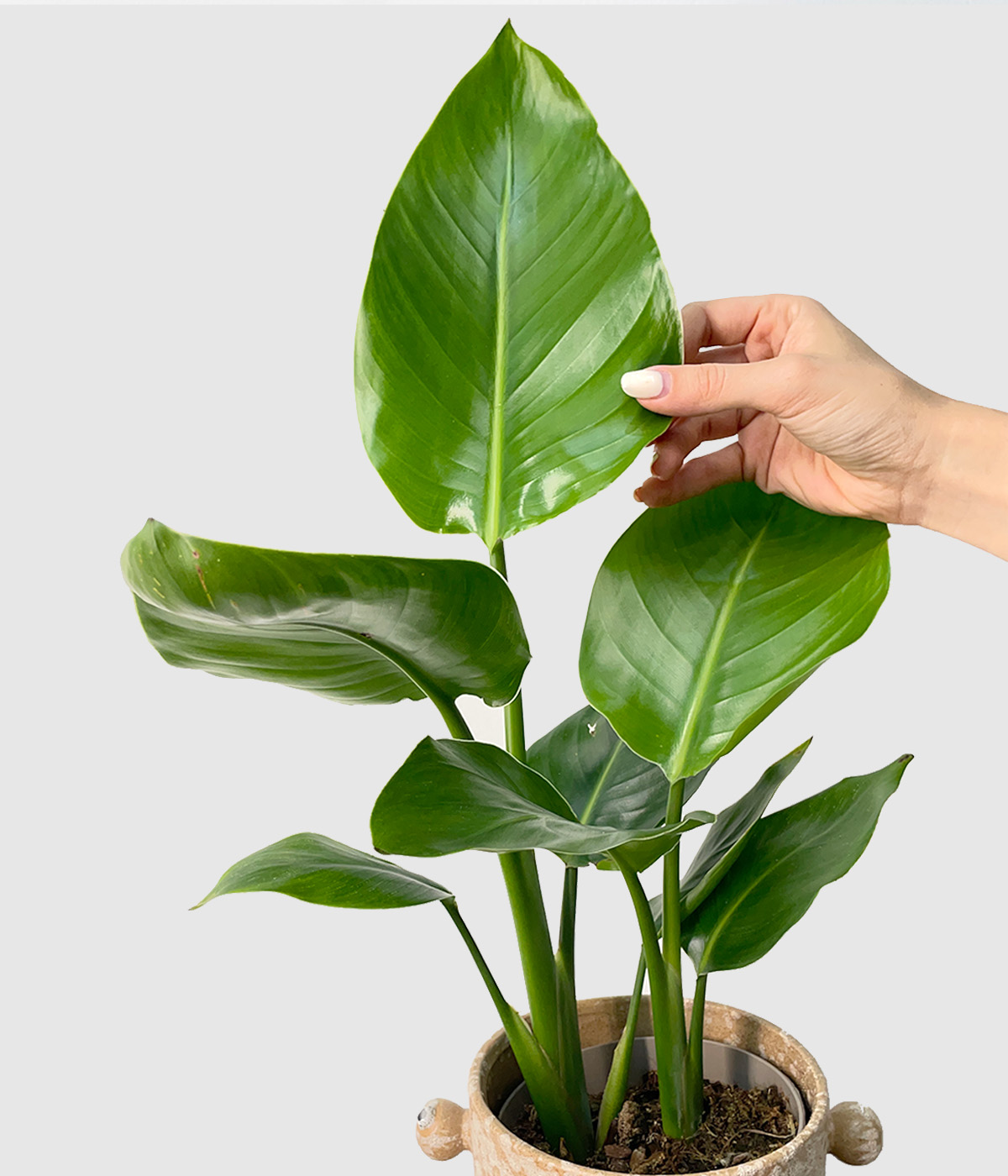 Strelitzia nicolai