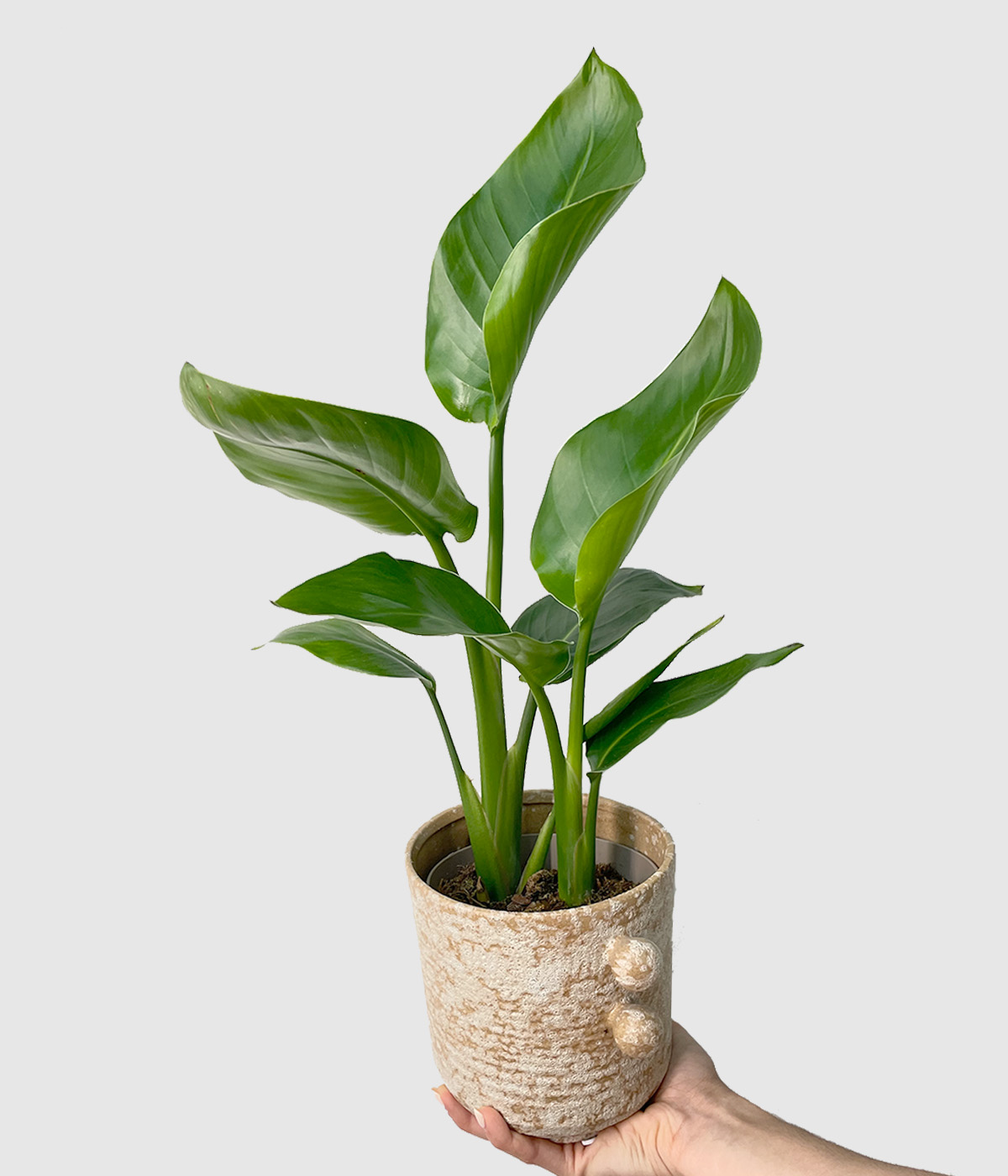 Strelitzia nicolai2