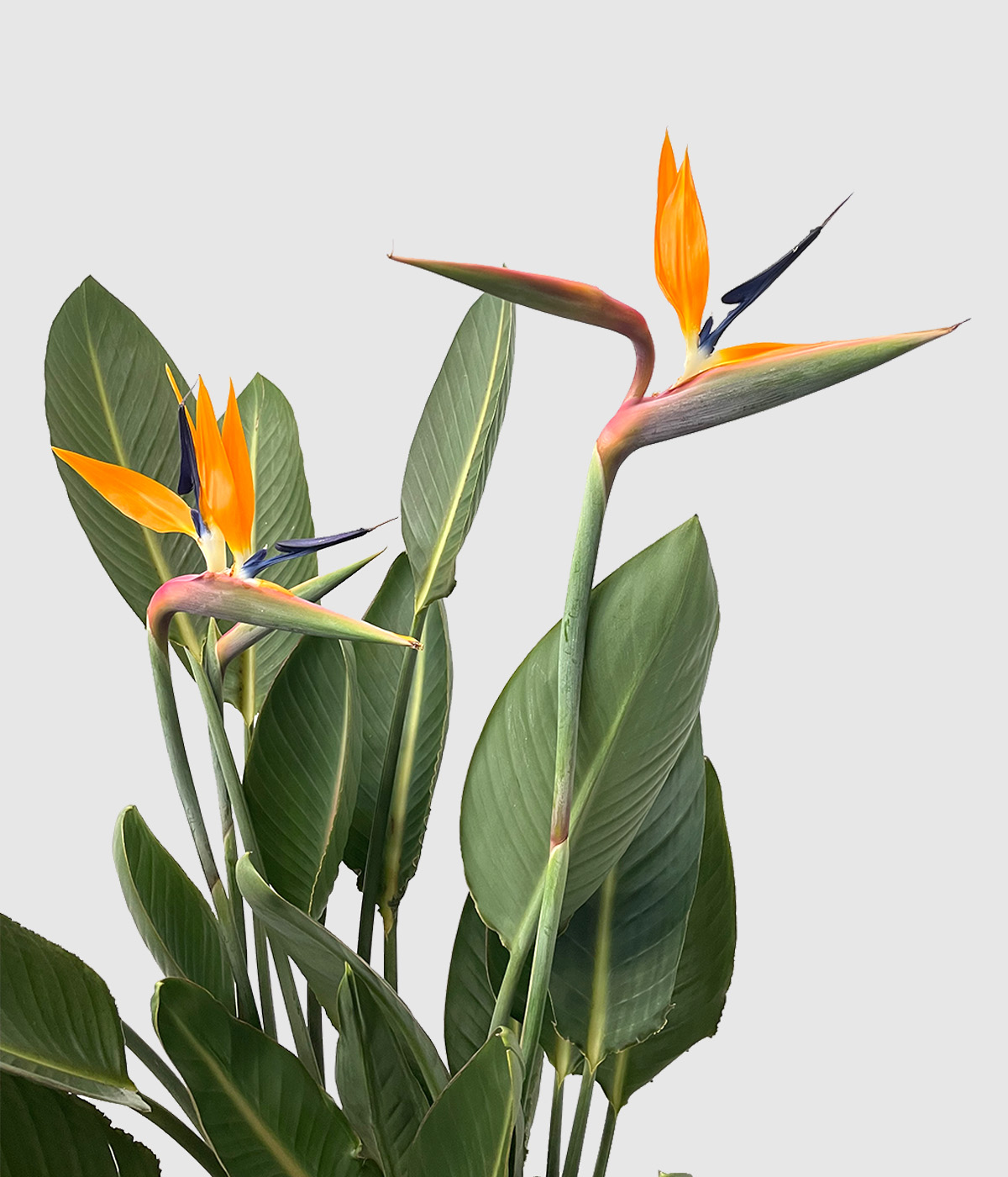 Strelitzia reginae