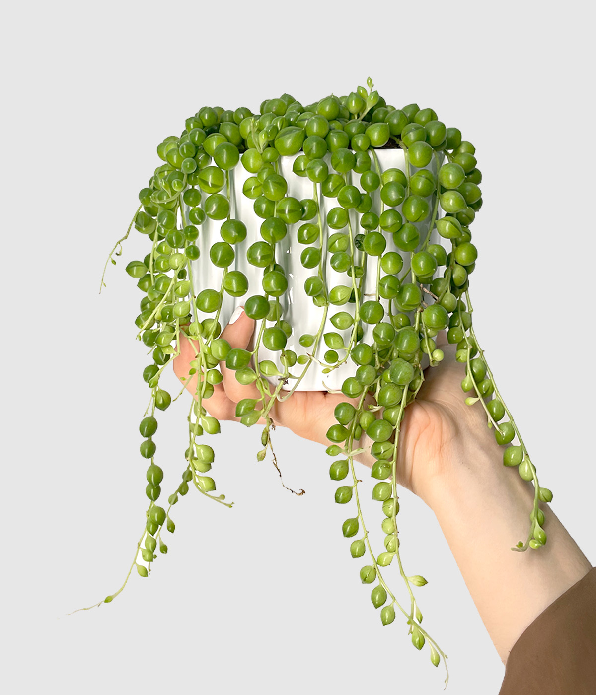 String of pearls