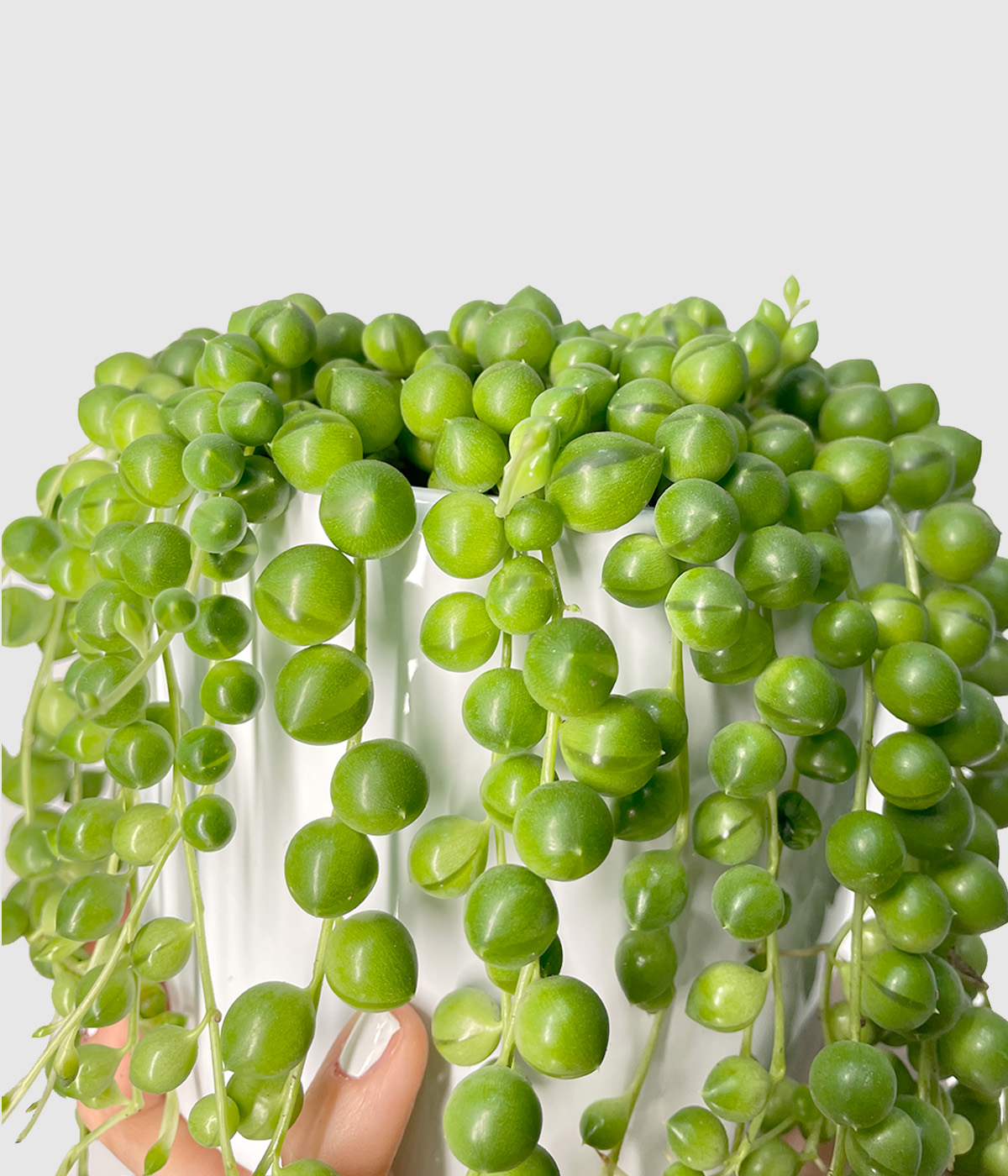 String of pearls2