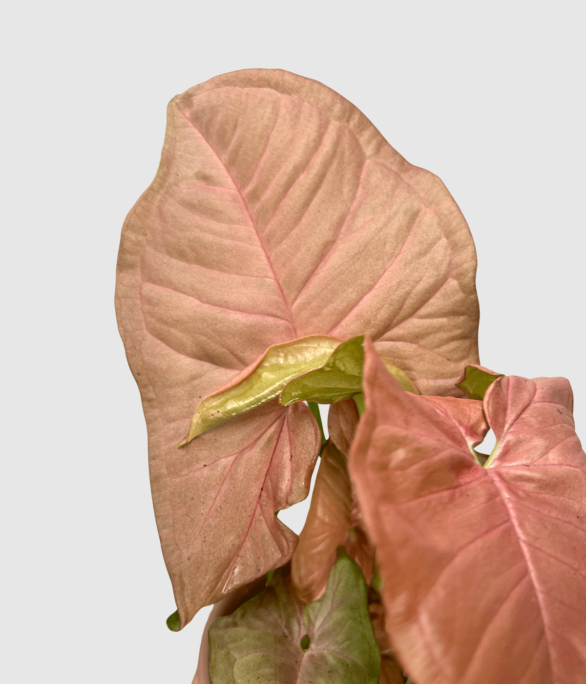 Syngonium neon