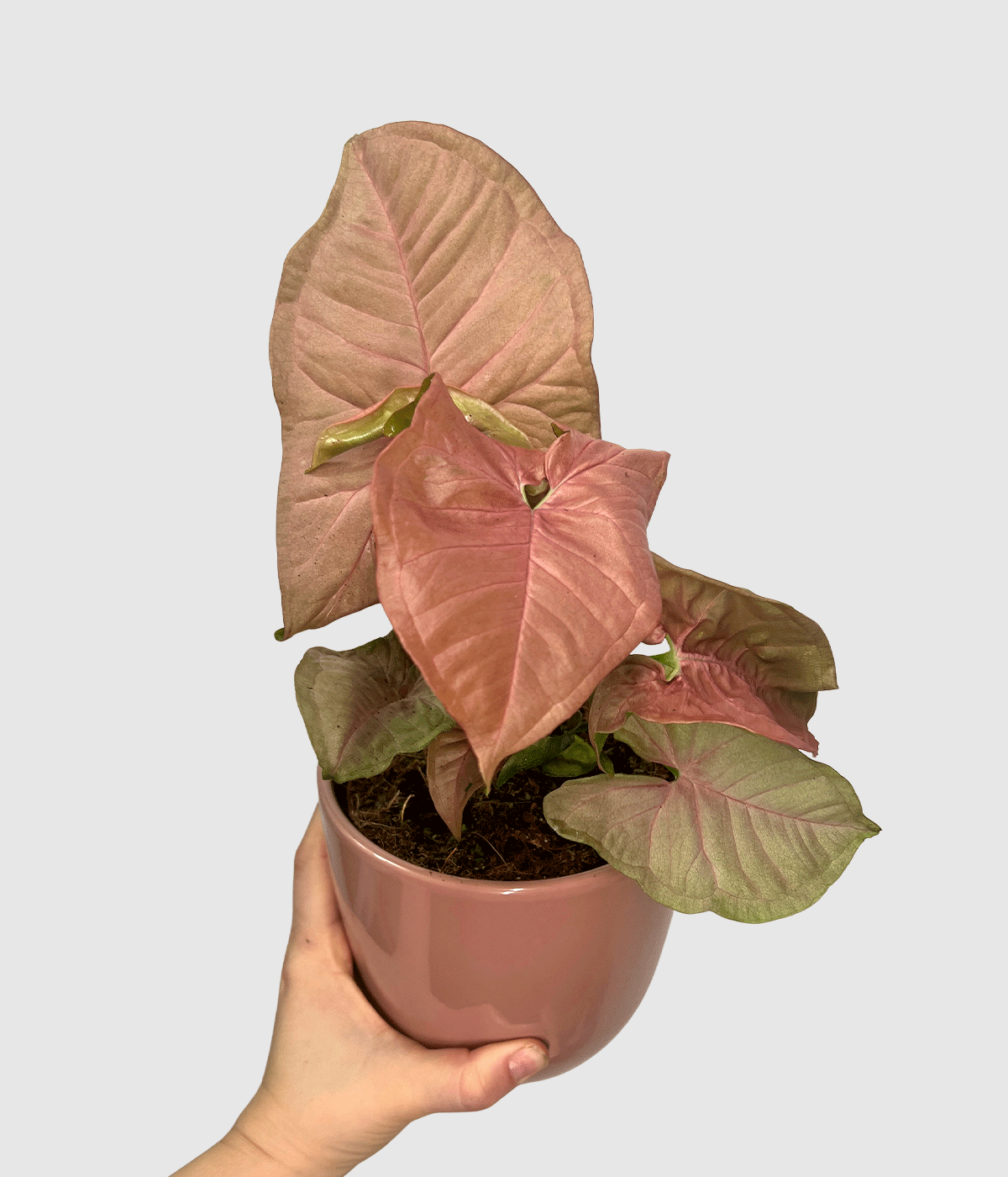 Syngonium neon 9đ2