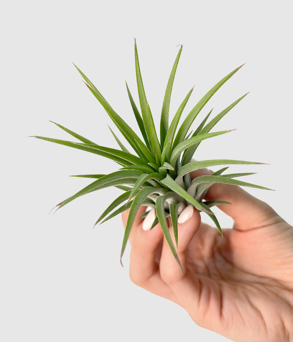 Tillandsia ionantha green