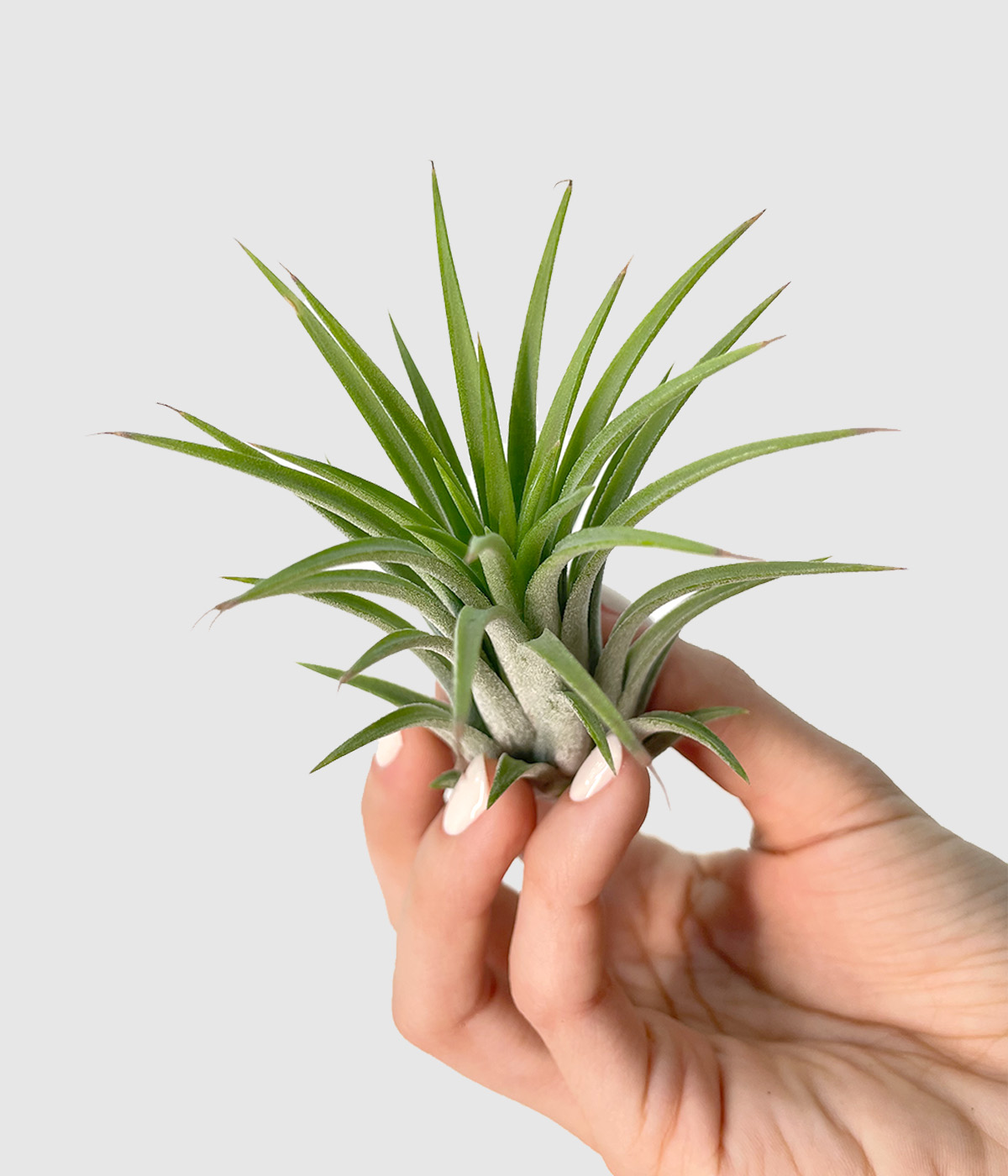 Tillandsia ionantha green2