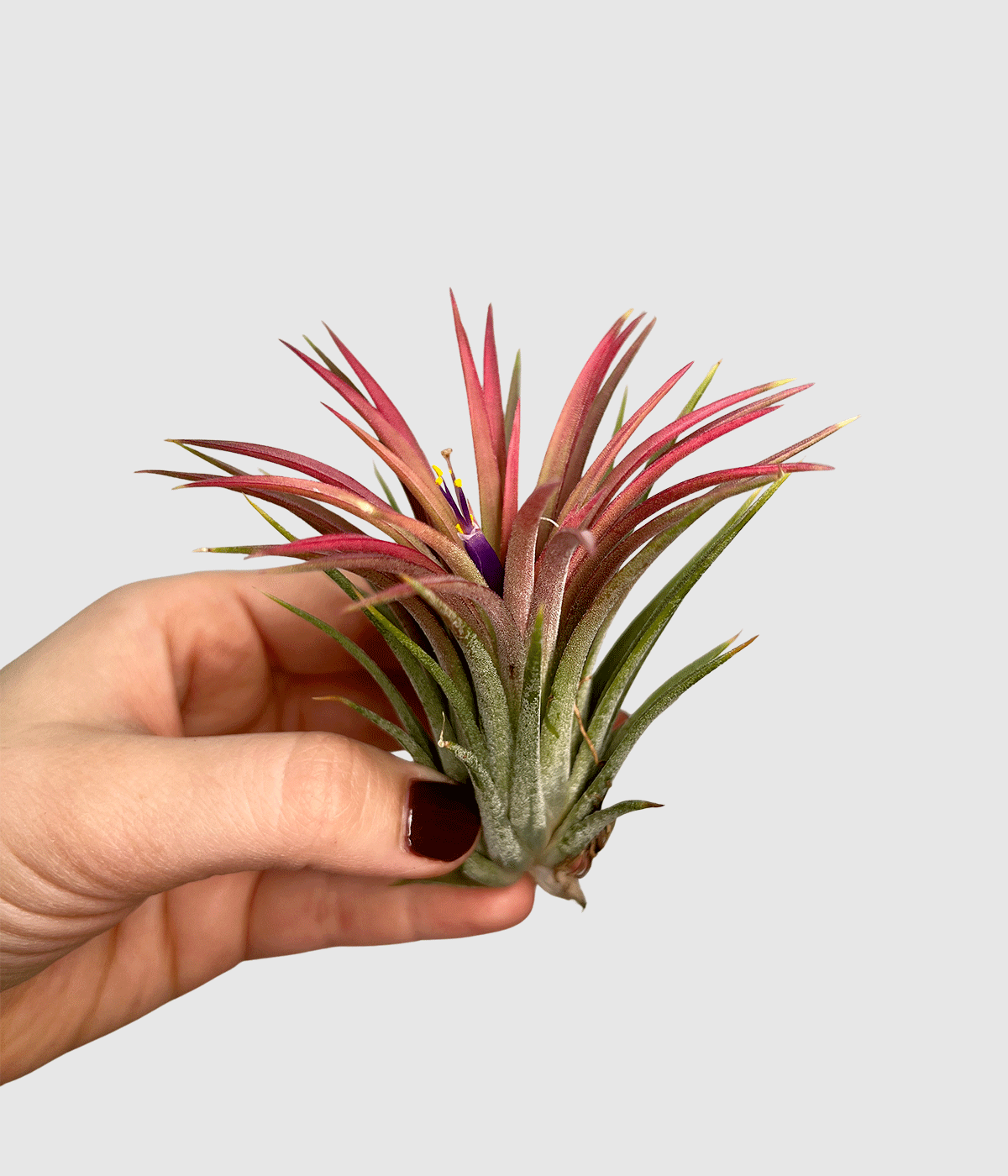 Tillandsia pink