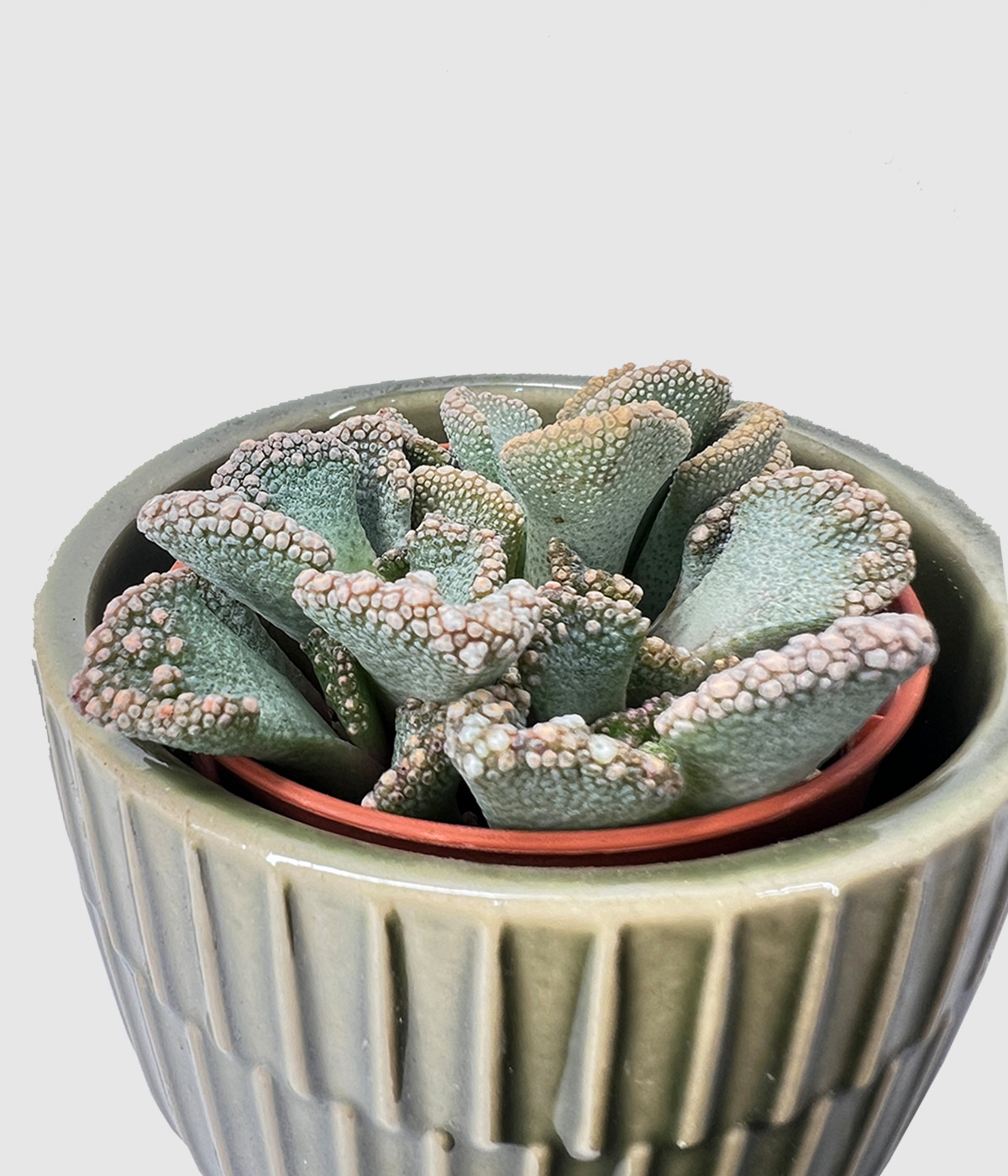 Titanopsis3