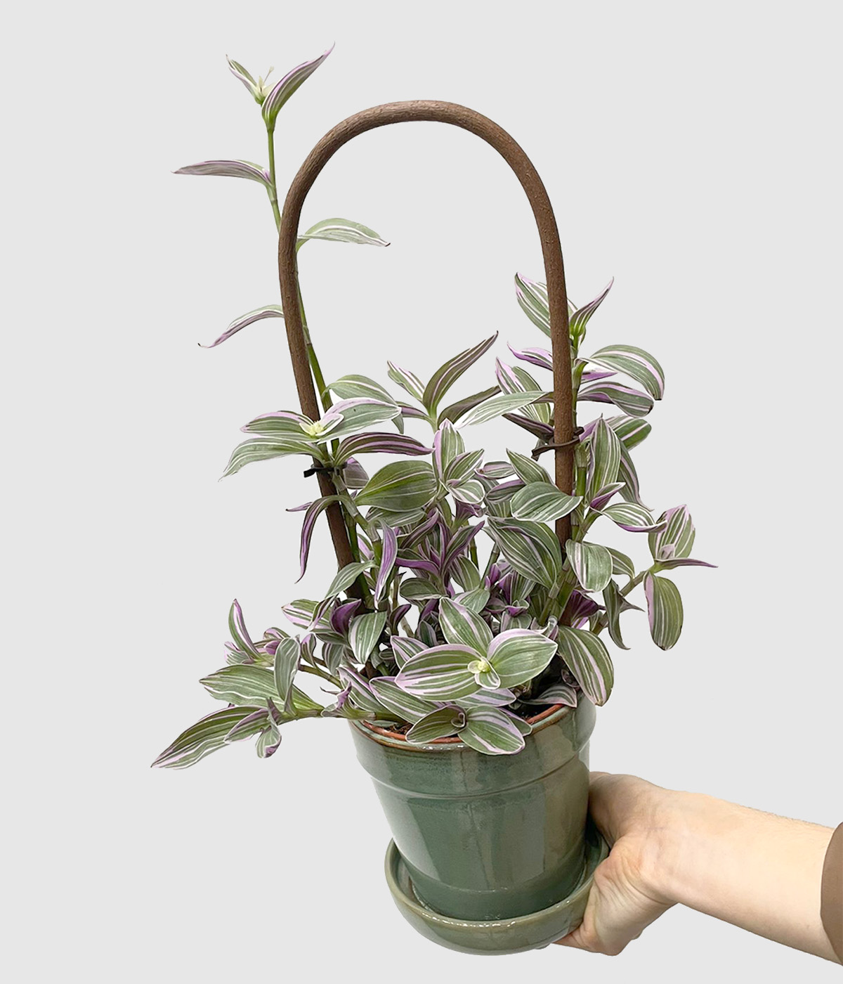 Tradescantia nanouk