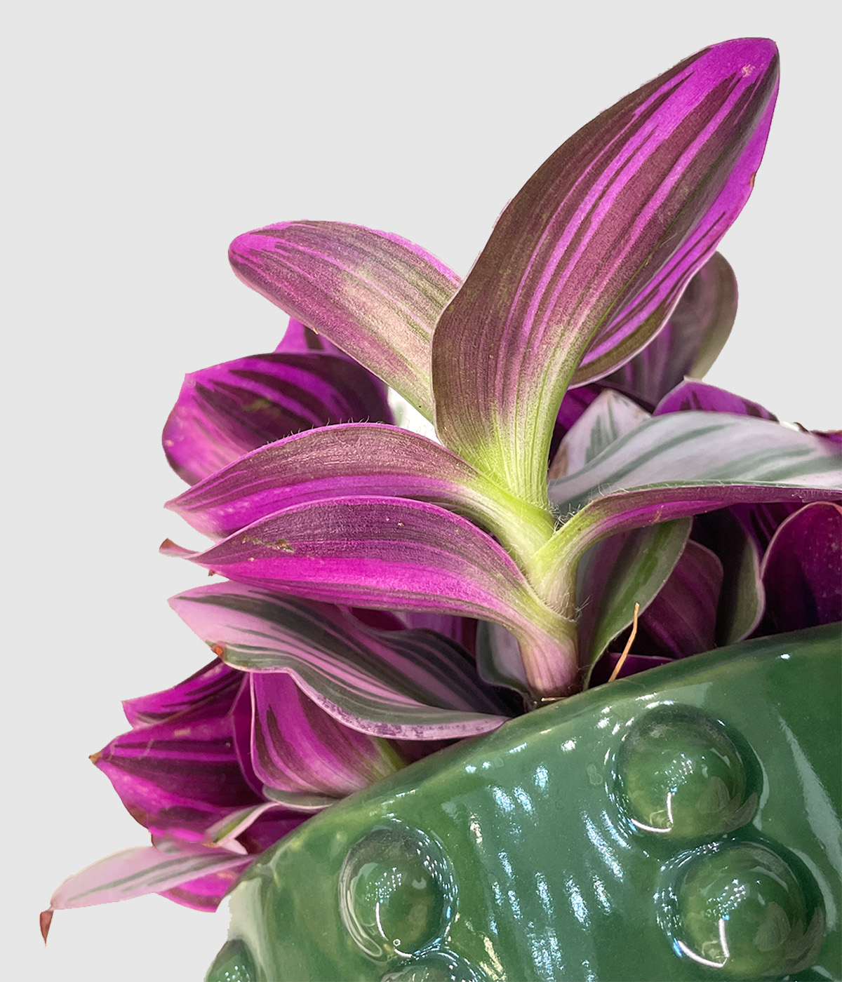 Tradescantia nanouk2