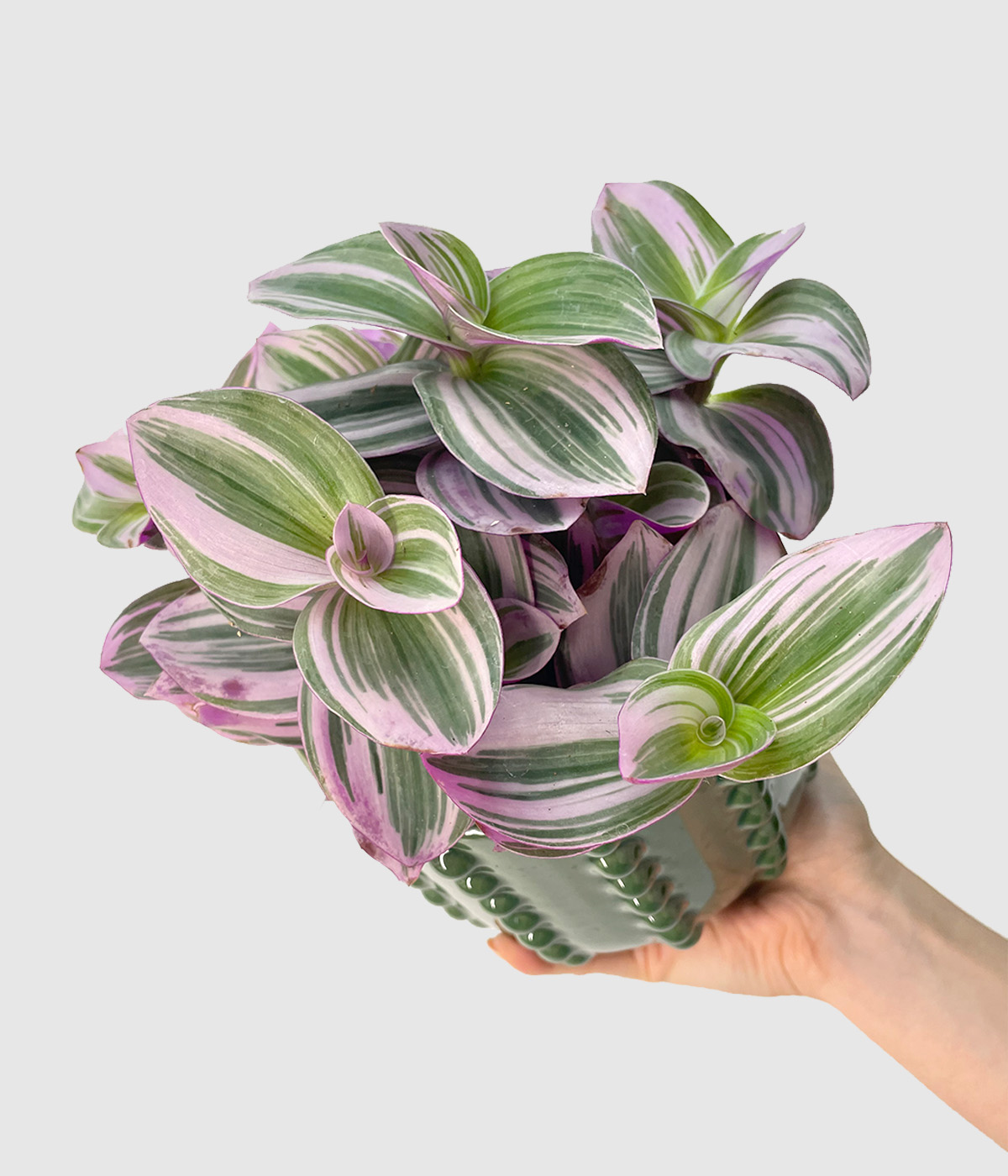 Tradescantia nanouk3