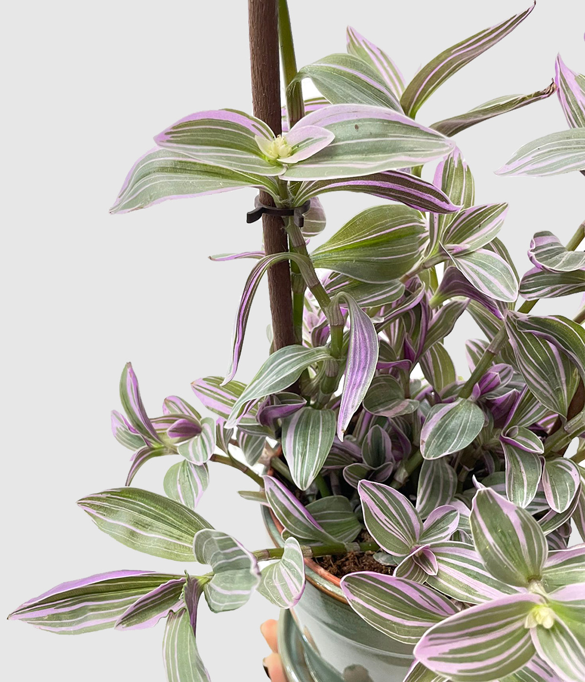 Tradescantia nanouk4