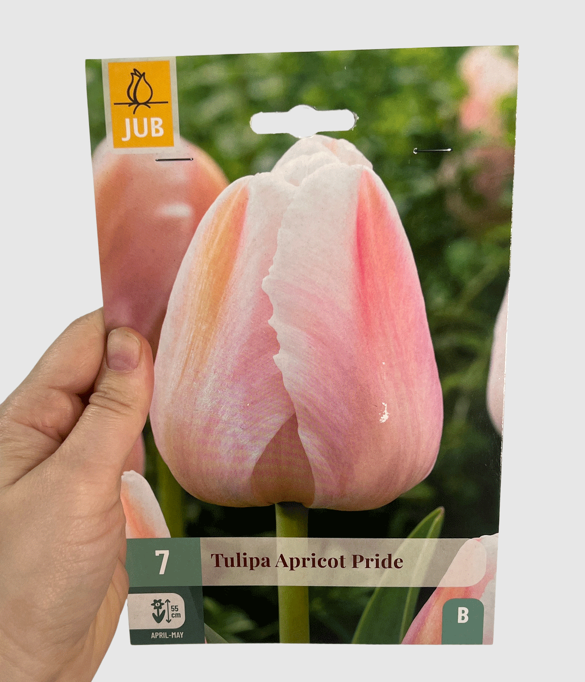 Tulipa apricot
