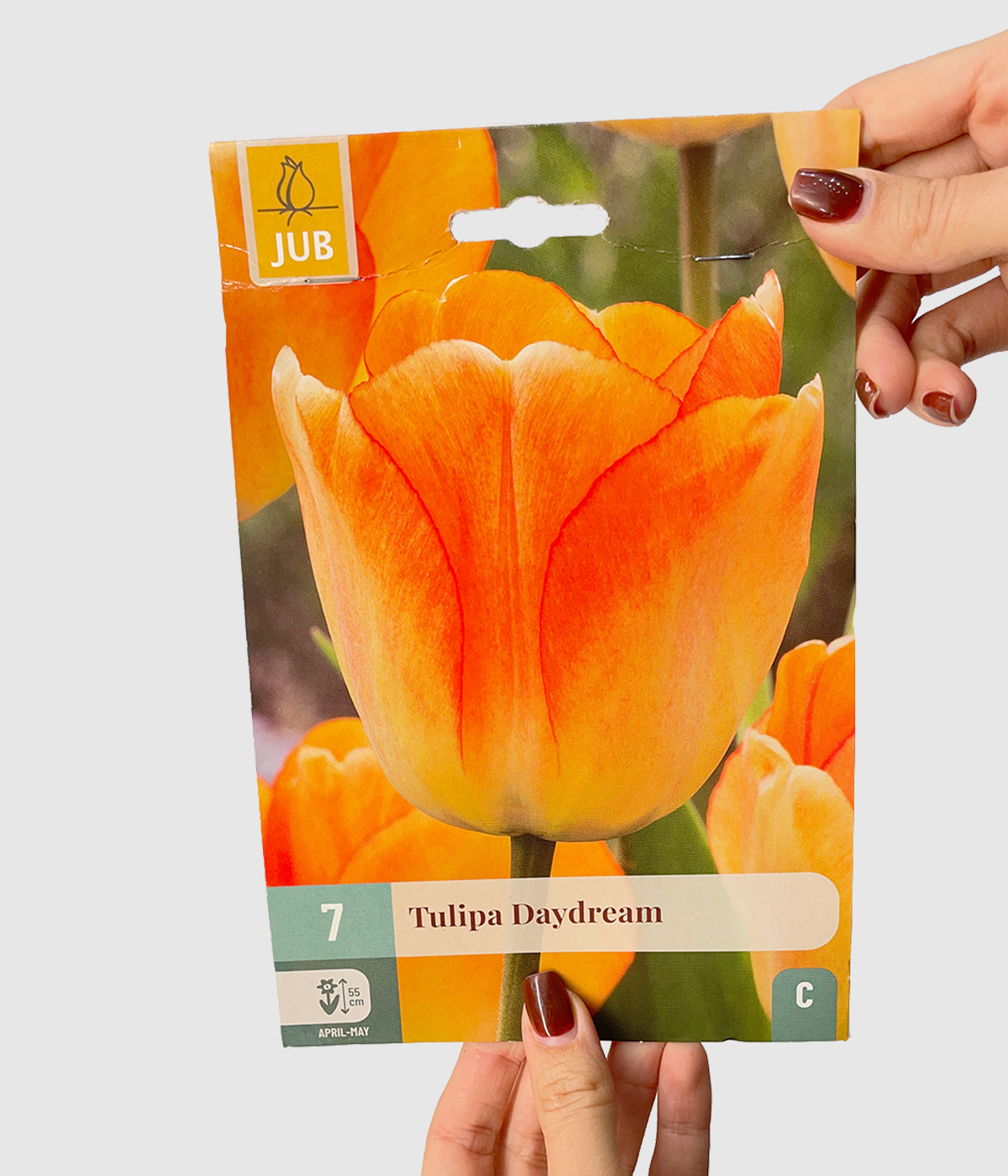 Tulipa daydream