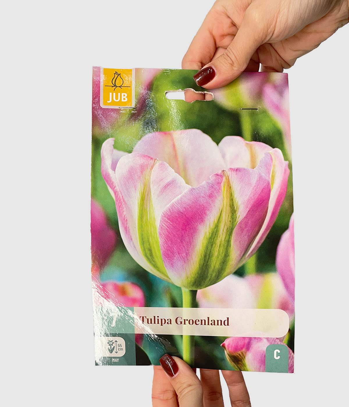Tulipa groenland