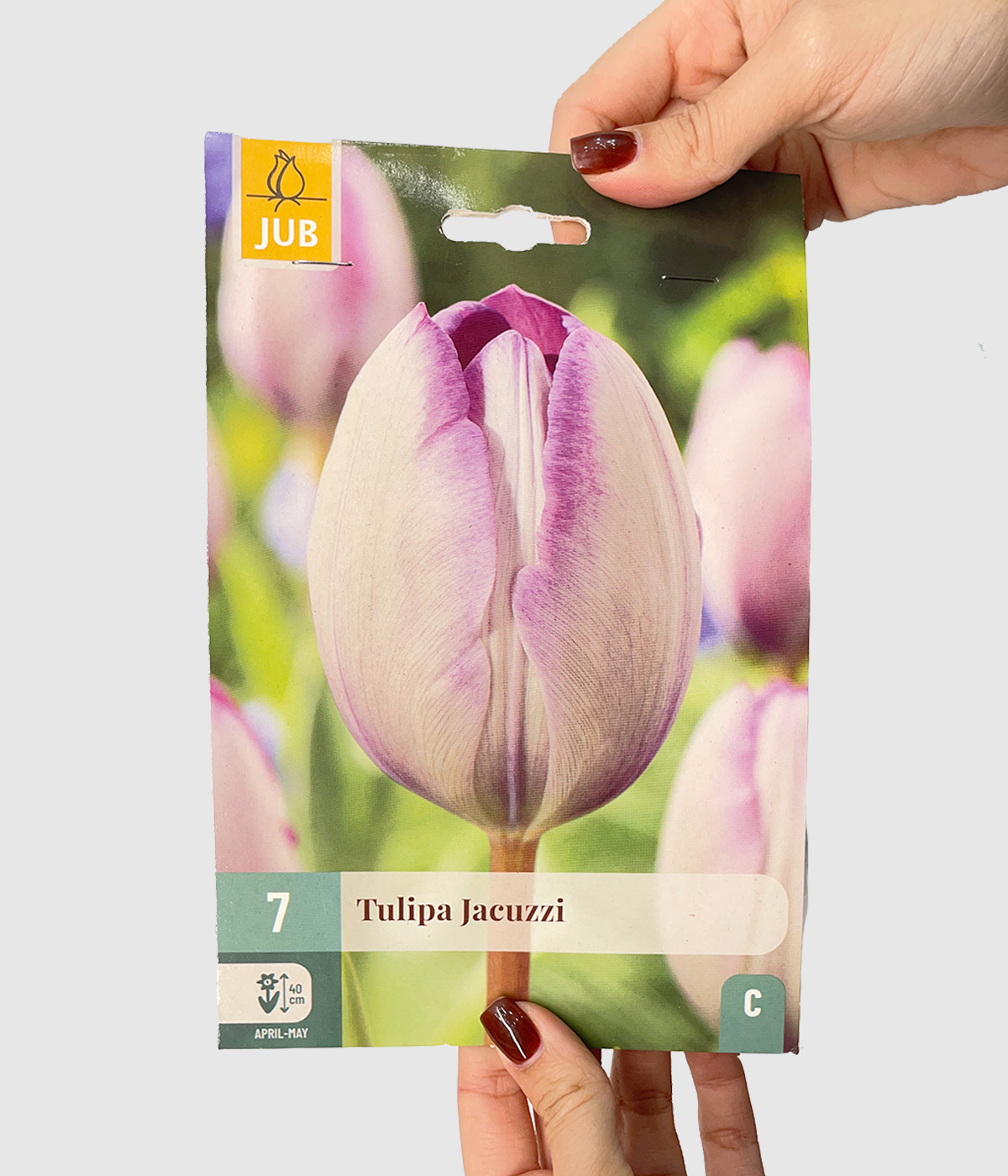Tulipa jacuzzi