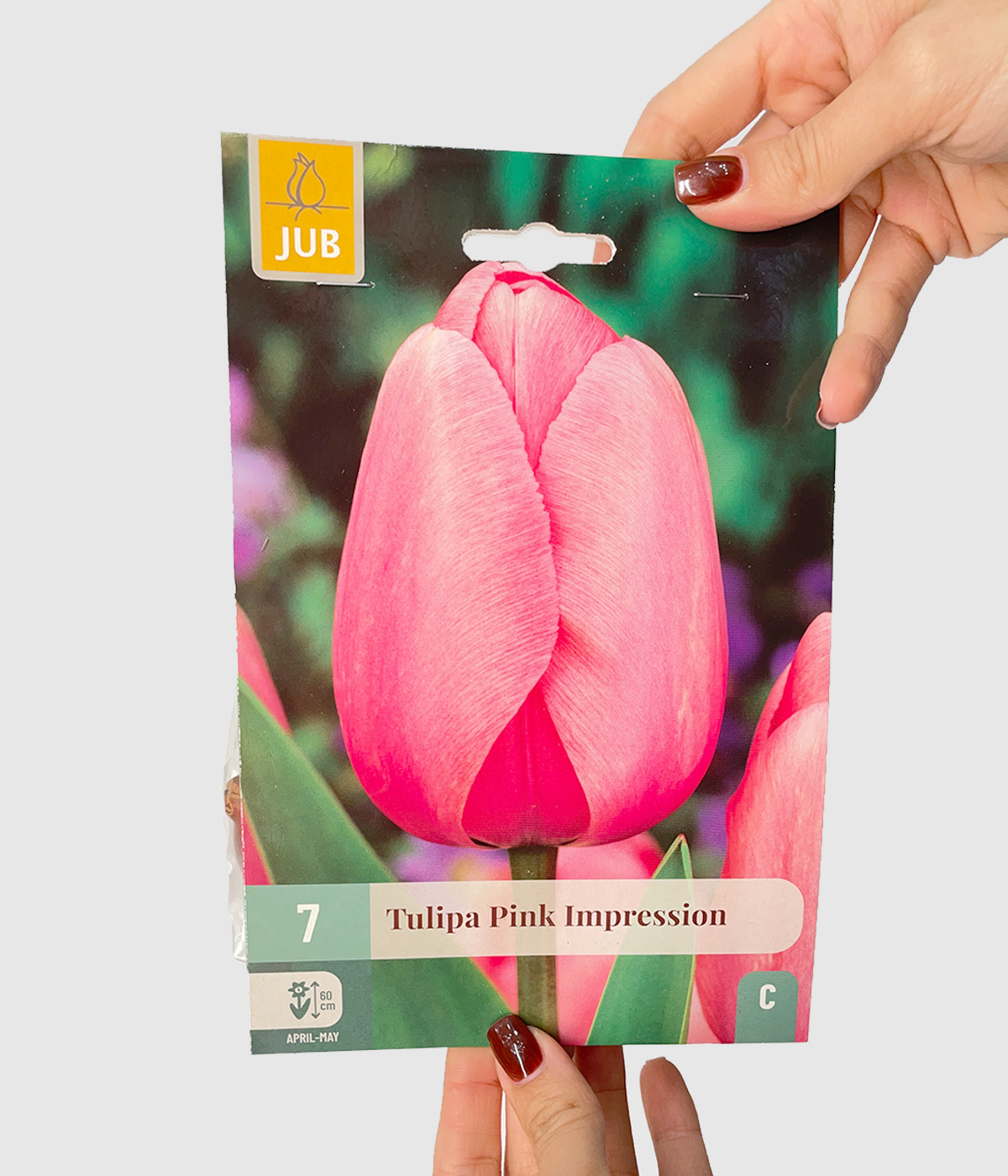 Tulipa pink impression