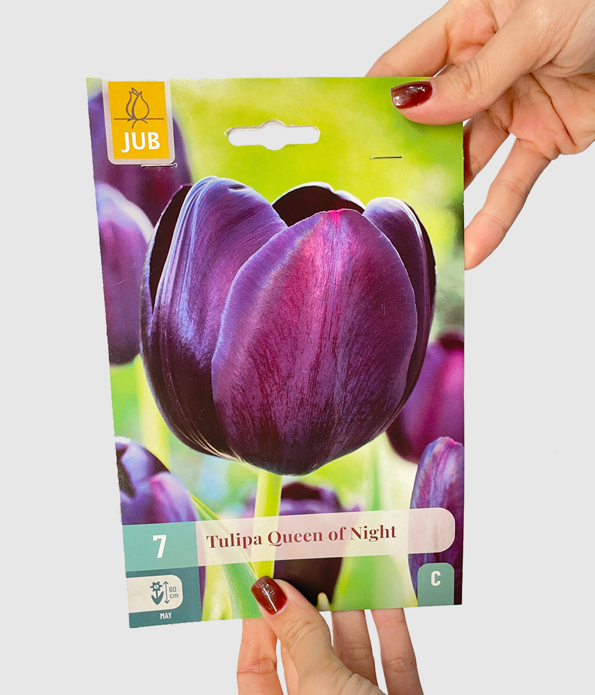Tulipa queen of night