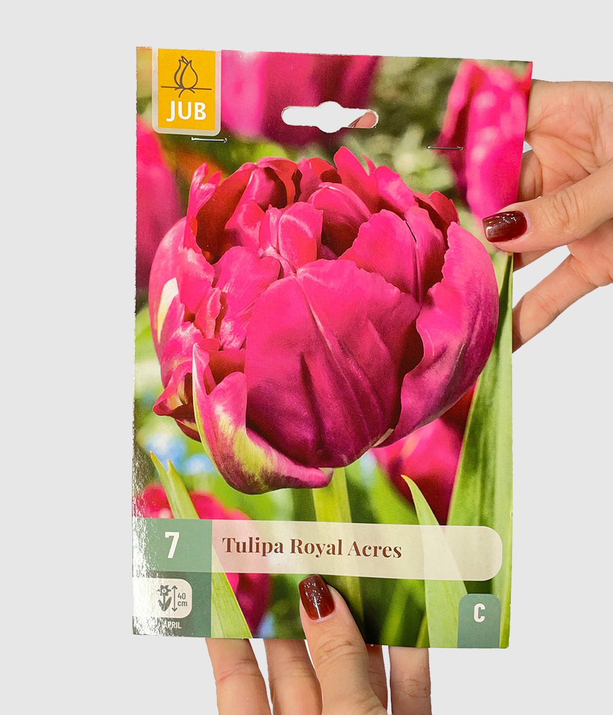 Tulipa royal acres