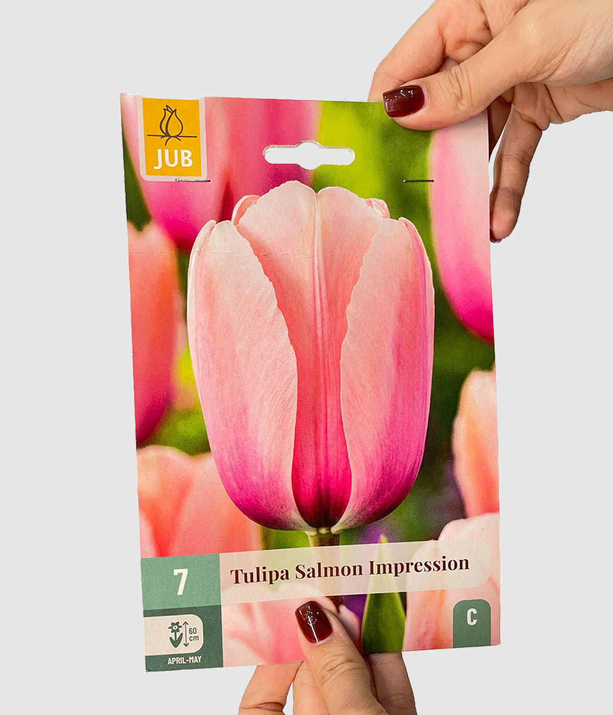 Tulipa salmon impression