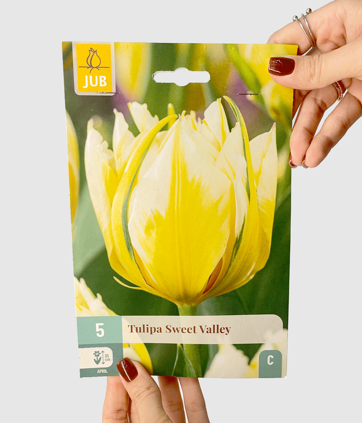 Tulipa sweet valley