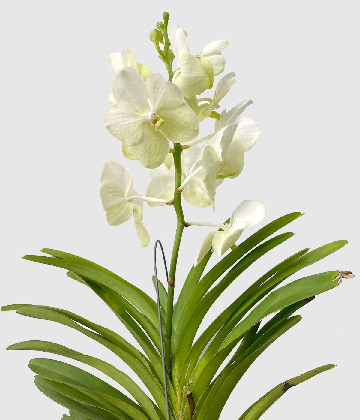 Vanda bela2