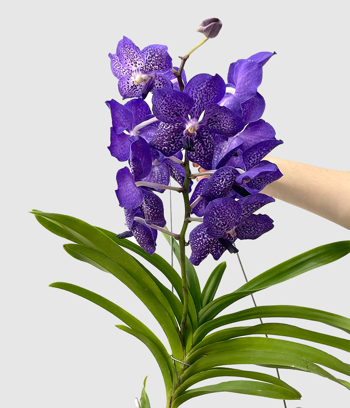 Vanda vijola2