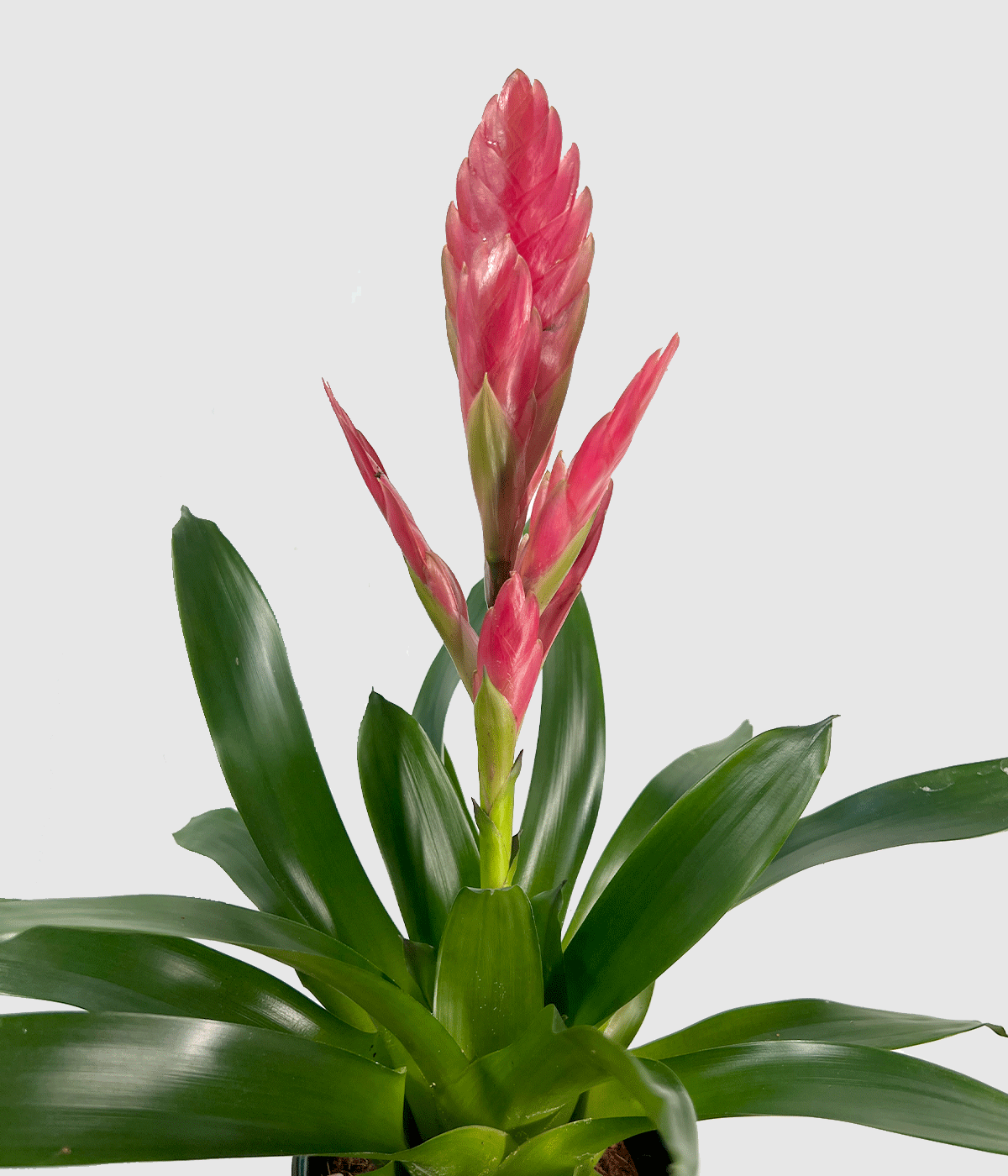 Vriesea salima
