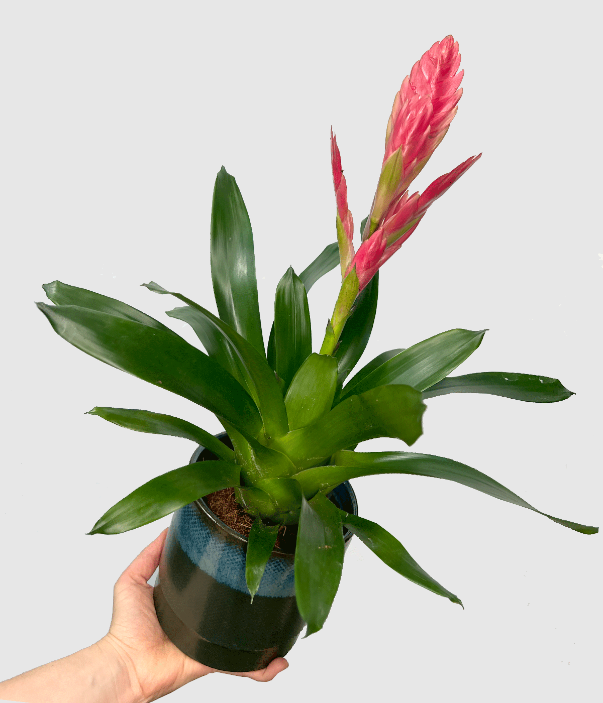 Vriesea salima93