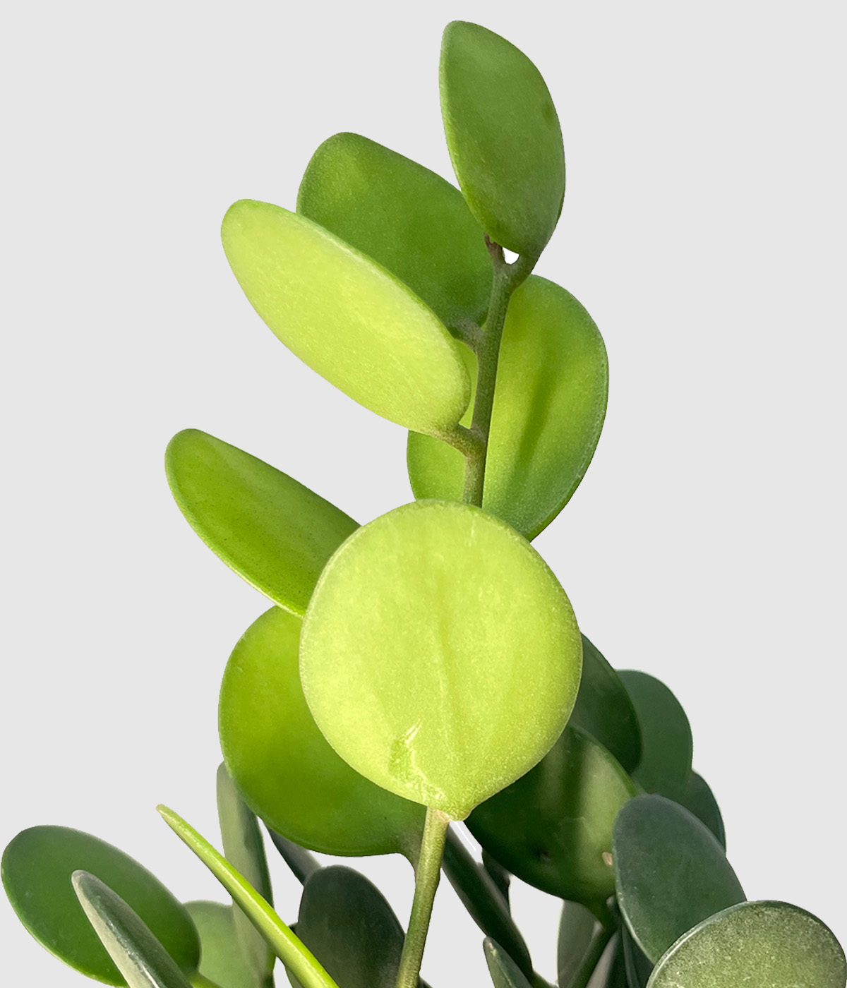 Xerosicyos danguyi