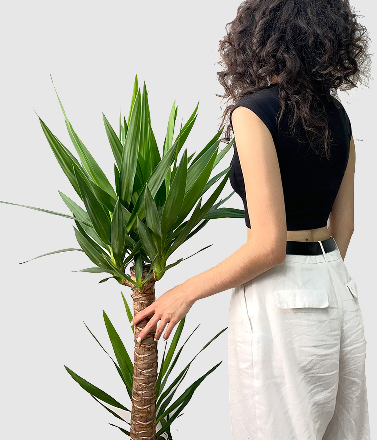 Yucca