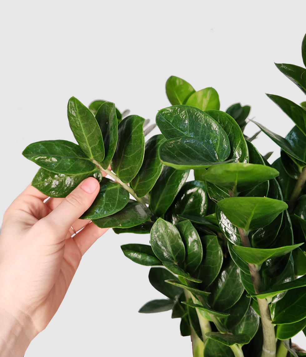 Zamioculcas zamiifolia 'Midori' (L) - Onlyplants